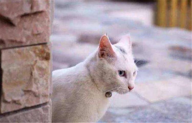 领养流浪猫不是玩玩而已, 这4点要求你知道吗?