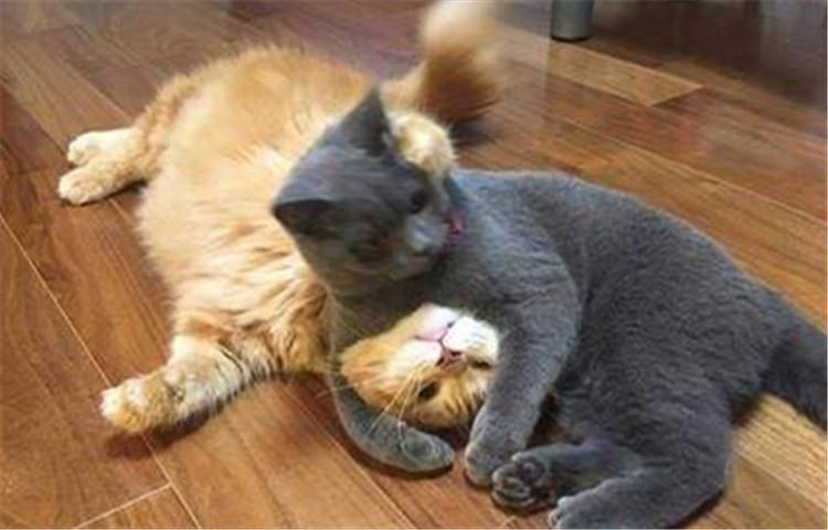 为什么猫咪会有攻击性, 可能是因为这七点原因