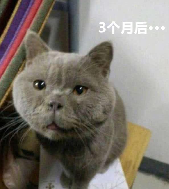 男子网购1只蓝猫, 3个月后怒骂商家: 长成这样, 你叫我怎么吸!