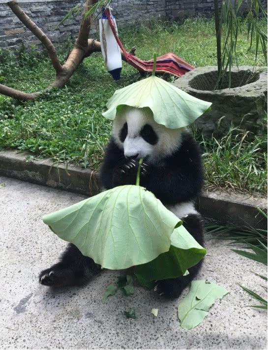 大熊猫为了防晒, 自制绿帽子戴头上, 接下来的一幕让人笑喷