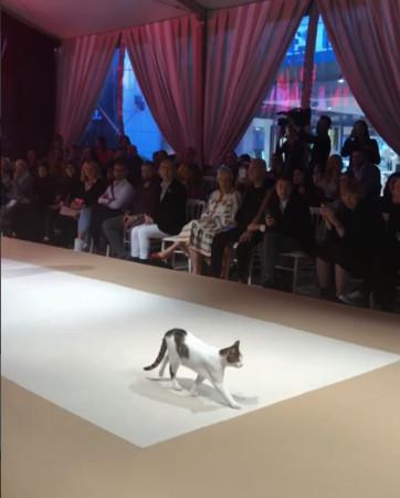 猫咪当众乱入T台, 倒地劈腿舔毛, 最后直接抱住模特大腿不让走