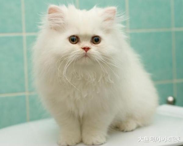 做为一个新手铲屎官, 这3个喵咪的小知识你需要牢记!