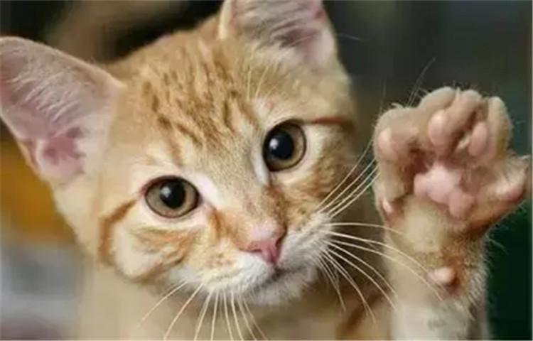 想给猫咪剪好指甲, 你要知道这四点!