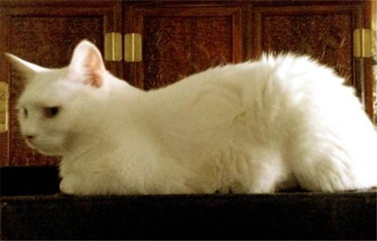 猫咪反群是什么现象? 这3点帮你控制猫咪反群问题