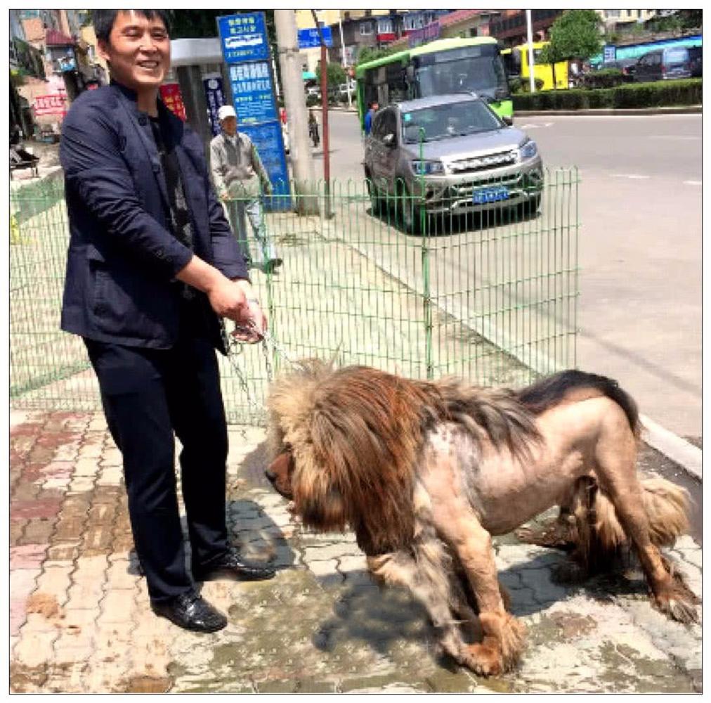 主人帮藏獒剃毛, 三人帮忙才按住, 剃完后众人直接笑喷