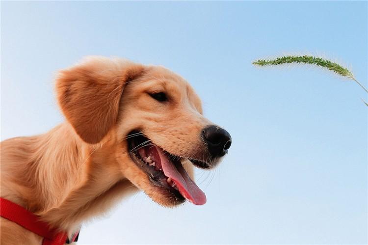 狗狗这么可爱, 给它做绝育是不是很残忍?