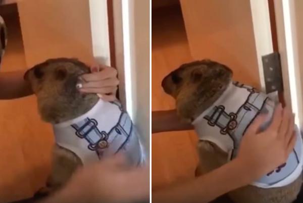 土拨鼠太胖遭到主人嫌弃, 瞬间翻脸发脾气, 画面萌翻众多网友