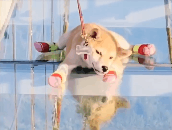 医生说柴犬的胆量太小, 于是铲屎官将它带上了玻璃栈道练练