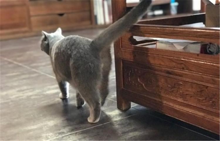 养猫需谨慎, 亲密之余要谨防“猫抓病”