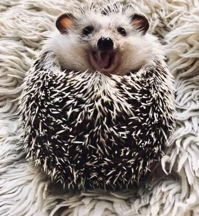 刺猬洗澡因胆小不敢下水, 主人再次进来时, 被眼前的画面萌化了