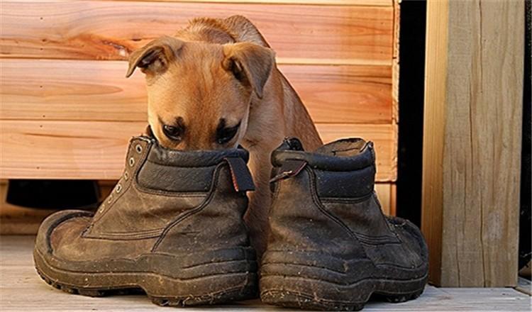 狗狗讨厌的6种气味, 你知道几个?