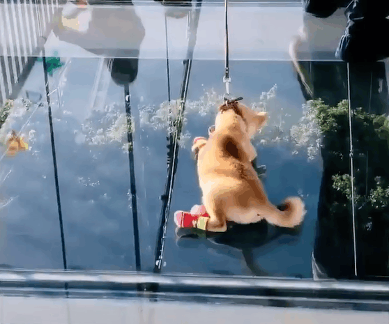 医生说柴犬的胆量太小, 于是铲屎官将它带上了玻璃栈道练练
