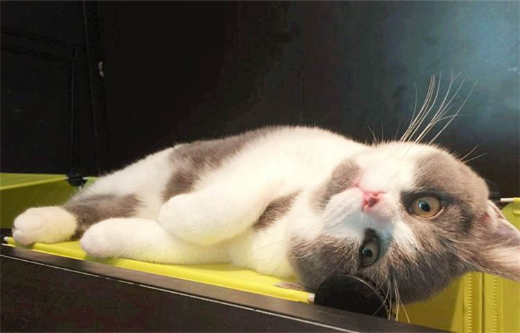 想和养猫的人做朋友, 他们身上这5个闪光点你发现了吗