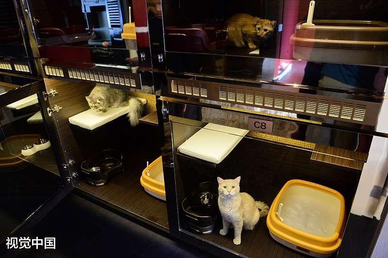 一般饭店是不让到宠物用餐的, 这个男子的做法让人您觉得怎么样?