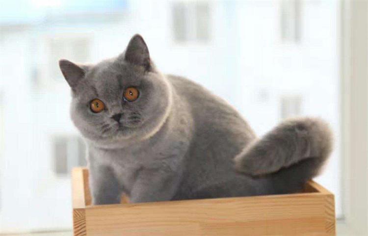 猫咪智商十大排行榜, 快来看看有你的主子吗