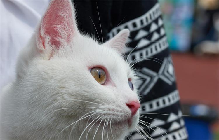 想和养猫的人做朋友, 他们身上这5个闪光点你发现了吗