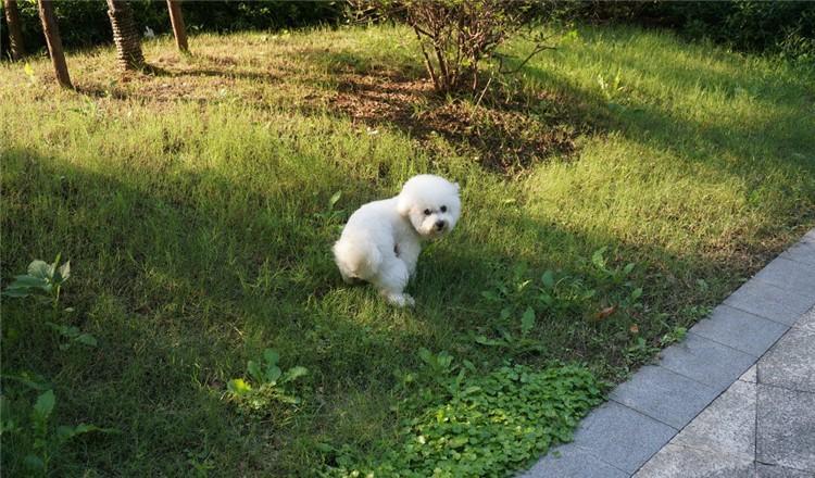 狗狗在户外便便的时候盯着主人看的3个原因, 你知道哪一个?