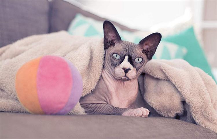 猫咪智商十大排行榜, 快来看看有你的主子吗