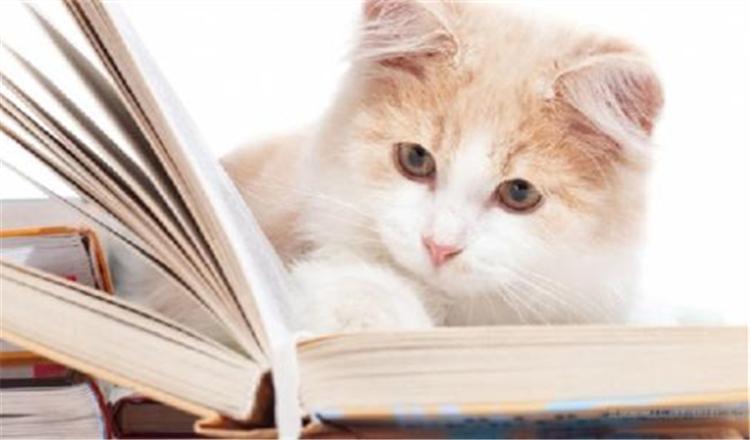 从猫咪的花色看性格, 这5种花色的猫咪你了解吗?