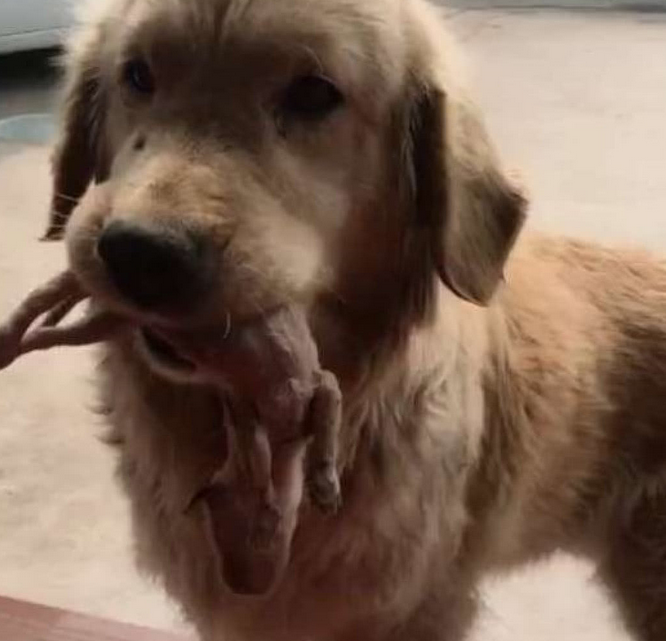 半夜听到狗狗异叫, 铲屎官太累没理, 第二天一看, 肠子都悔青了!