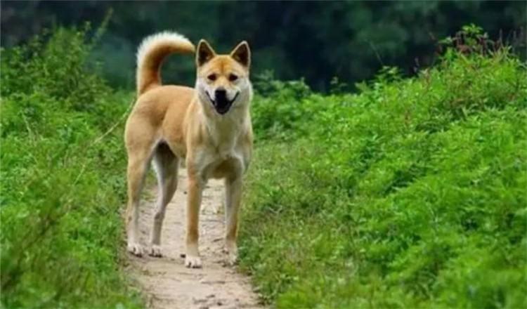 杭州大爷为中华田园犬办证被拒? 为什么?