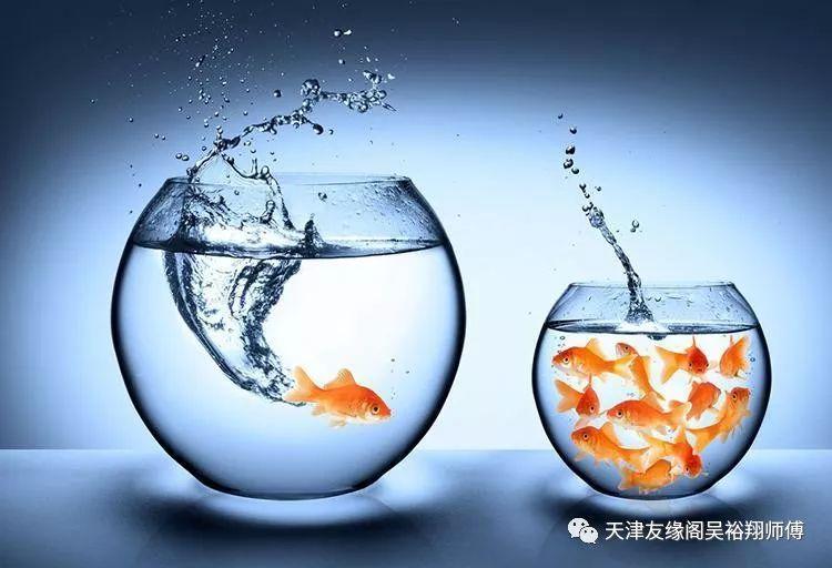 但養魚催財,要留意幾點: 一是命主的命理是否適全養魚.