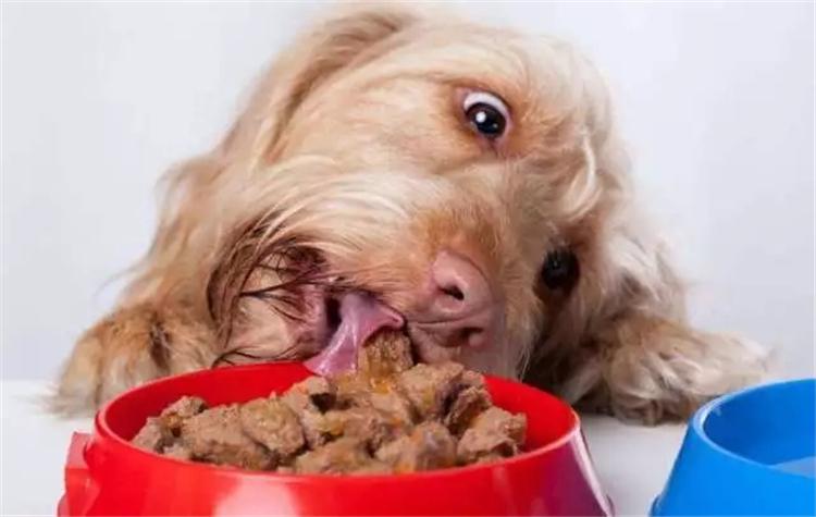 ?3个小方法, 喂狗狗吃药终于不用那么困难啦