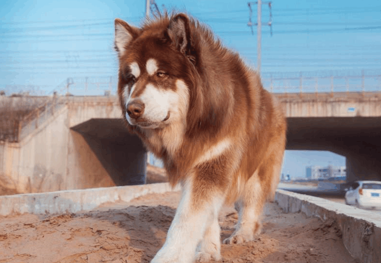 阿拉斯加外出玩耍, 回来时带回一条“围巾”: 主人, 快夸我!