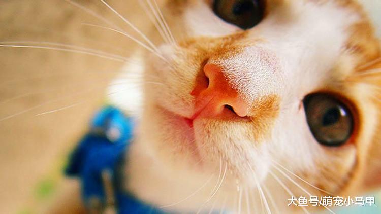 这些大牌的猫咪用品, 也是性价比之选!