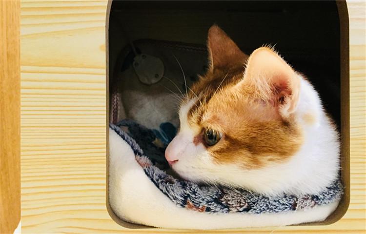 秋冬时分给猫咪洗澡, 这3点你注意了吗?