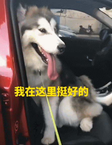 主人: 下来了, 走了, 回家了, 二哈: 她好像比较有钱, 我不跟你了