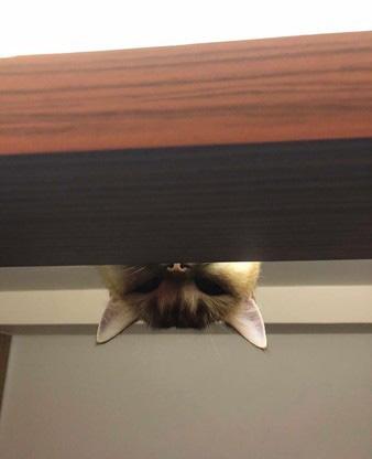 喵皇计算错误, 头被拖鞋卡死, 猛甩不掉, 发怒: 奴才还不来救朕!