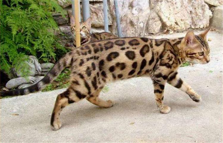 猫咪智商十大排行榜, 快来看看有你的主子吗