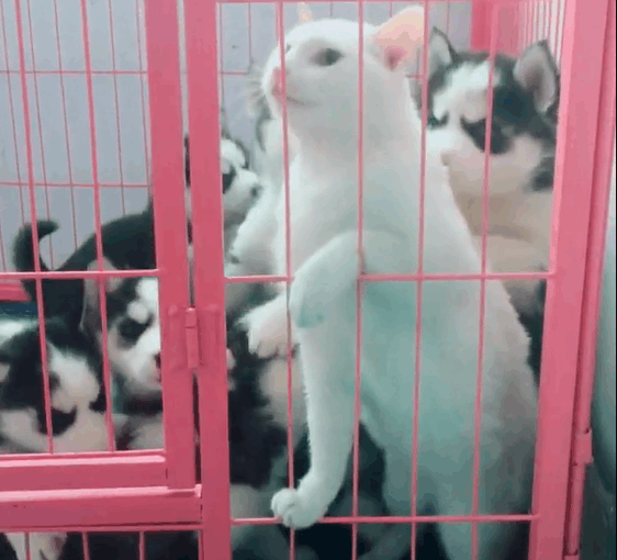 猫咪不听话, 于是主人把它和小二哈关在一起, 结果猫咪抑郁了