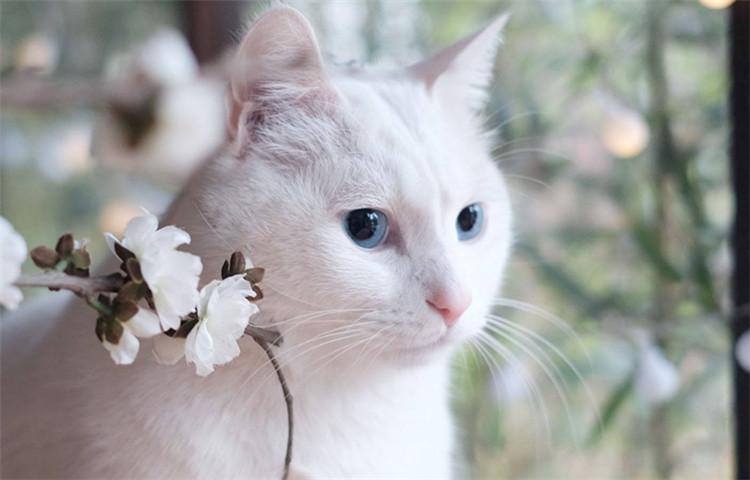 猫咪这5个生活习性, 铲屎官你习惯了没?