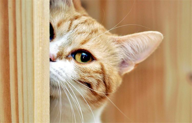 猫咪智商十大排行榜, 快来看看有你的主子吗