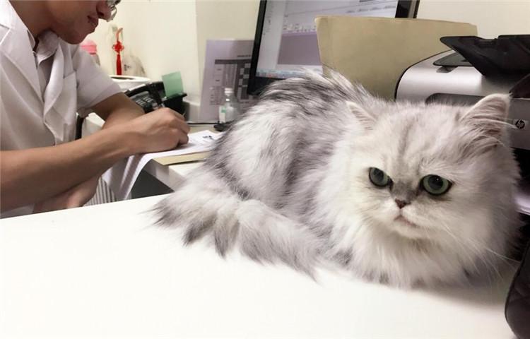 养猫省钱小攻略, 学会这4点不再吃土