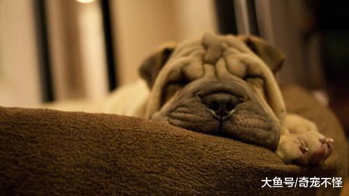 不要狗狗拉稀就认为是细小, 这种病症状和细小很像, 但是狗狗有救