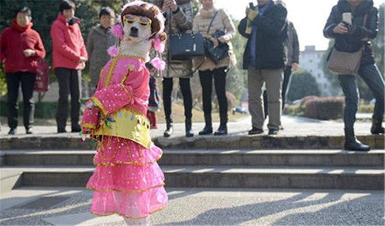 狗狗直立行走看着很可爱? 其实对狗狗伤害很大!