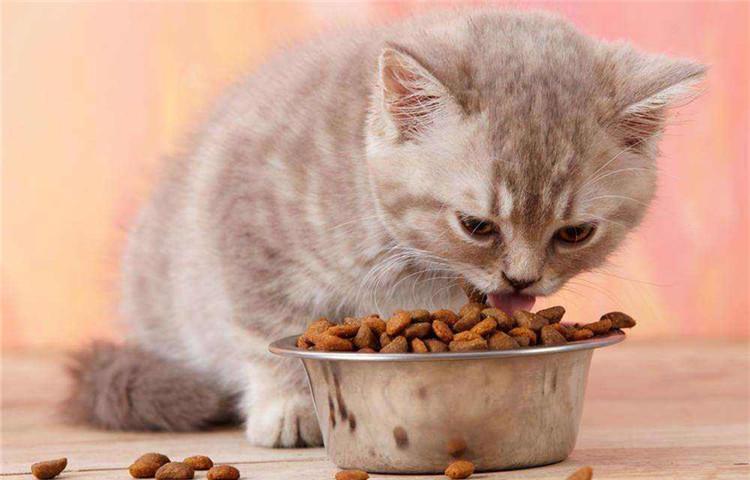 猫咪最爱的4种食物, 你知道几种?