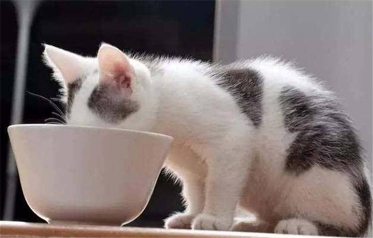 猫咪不爱喝水怎么办, 这四招你有没有试过?