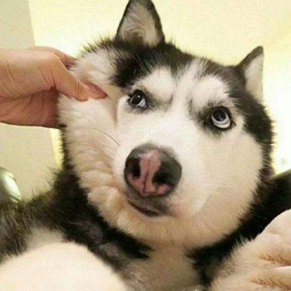 二哈进山后一夜未归, 主人次日在山下笑喷, 网友: 忘记自己是狗了