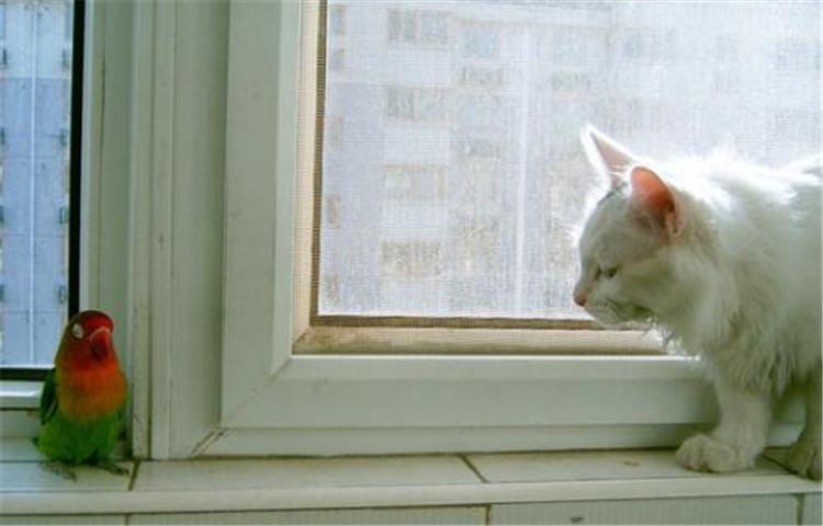猫咪最爱的4种食物, 你知道几种?
