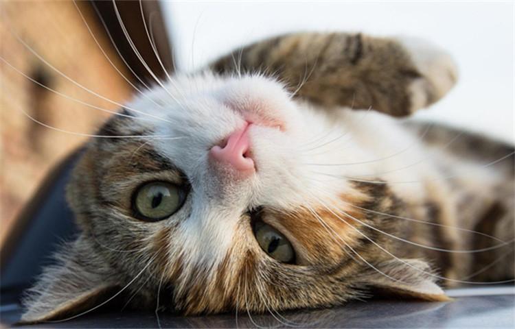 自从那天带大橘回家陪爷爷后, 画风就变了个样儿