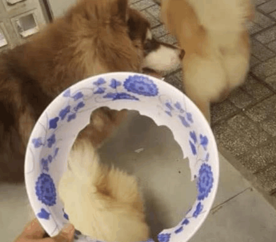 阿拉斯加外出玩耍, 回来时带回一条“围巾”: 主人, 快夸我!