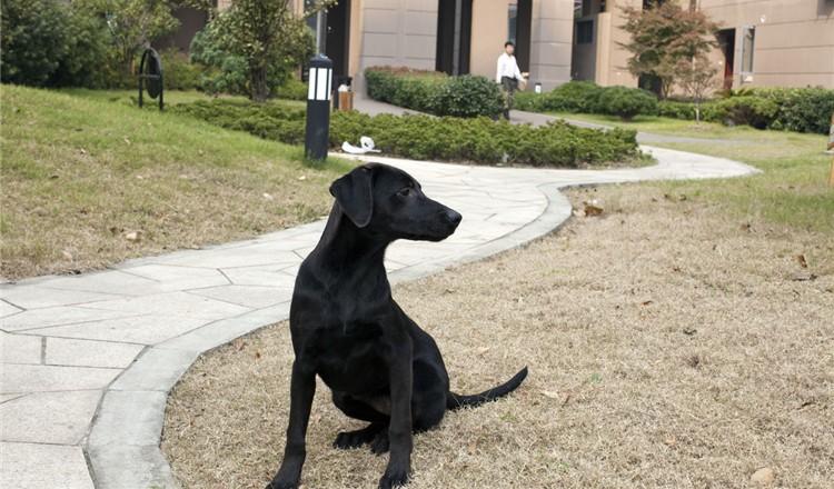 在路上被狗狗追了? 这4点先记好