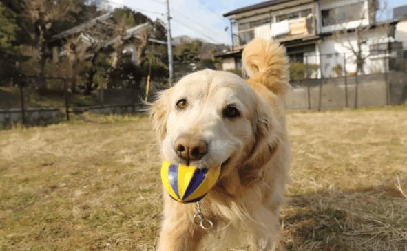 爱犬去世半年后, 他收到了一份礼物, 瞬间流下了眼泪