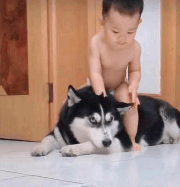 网友让哈士奇照顾小主人, 结果几天后, 笑喷了