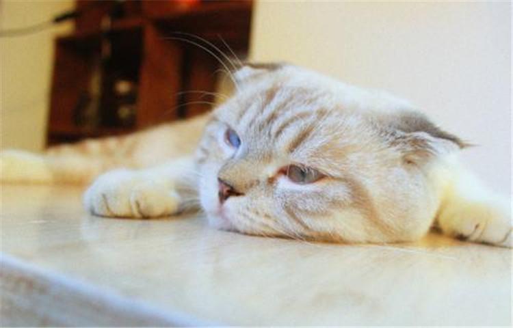 猫咪这5个生活习性, 铲屎官你习惯了没?