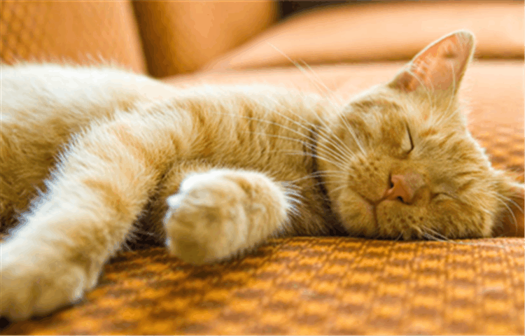 猫咪反群是什么现象? 这3点帮你控制猫咪反群问题